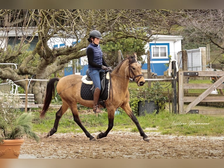 Cruzado Caballo castrado 6 años 150 cm Buckskin/Bayo in RIO MAIOR