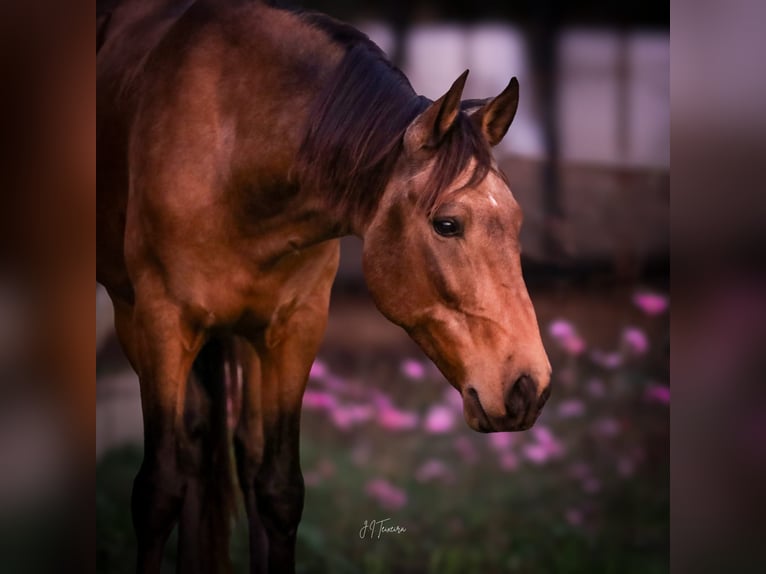 Cruzado Caballo castrado 6 años 150 cm Buckskin/Bayo in RIO MAIOR