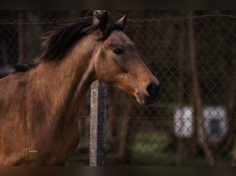 Cruzado Caballo castrado 6 años 150 cm Buckskin/Bayo in RIO MAIOR