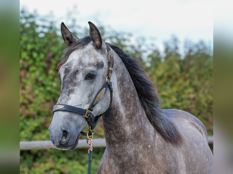 Cruzado Caballo castrado 6 años 155 cm Porcelana in Neustadt (Wied)