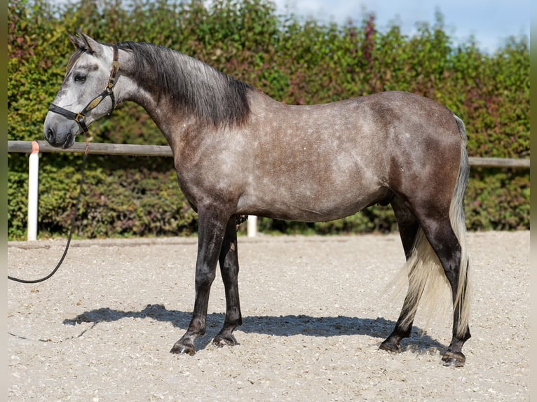 Cruzado Caballo castrado 6 años 155 cm Porcelana in Neustadt (Wied)