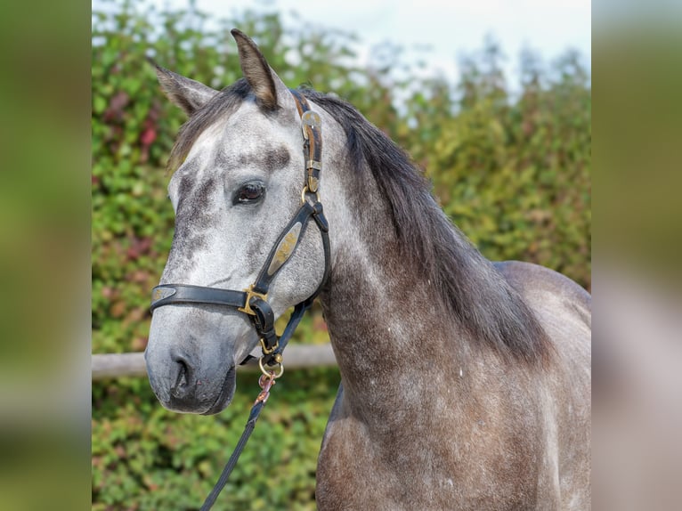 Cruzado Caballo castrado 6 años 155 cm Porcelana in Neustadt (Wied)