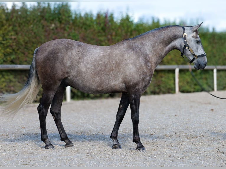 Cruzado Caballo castrado 6 años 155 cm Porcelana in Neustadt (Wied)