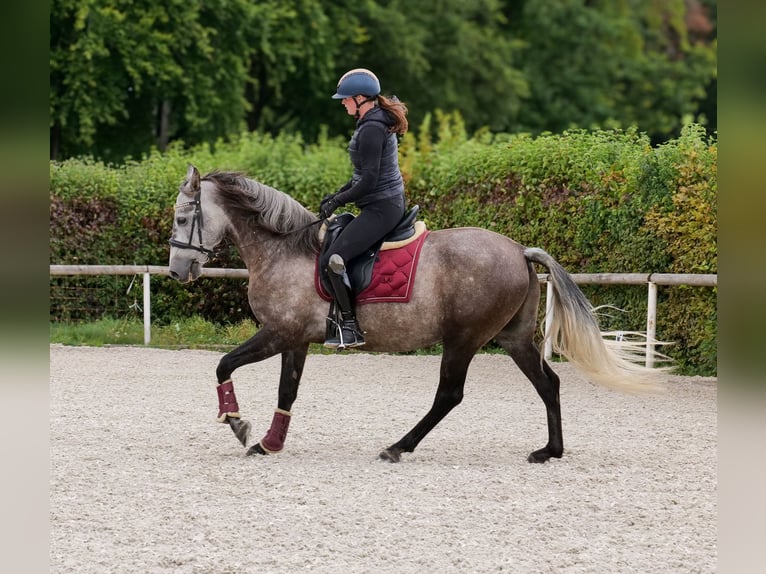 Cruzado Caballo castrado 6 años 155 cm Porcelana in Neustadt (Wied)