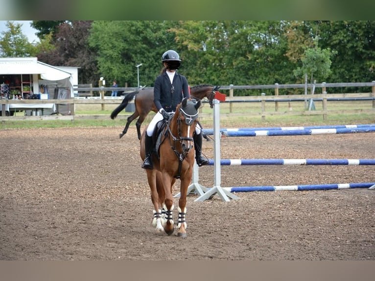 Cruzado Mestizo Caballo castrado 6 años 156 cm Alazán in Leingarten
