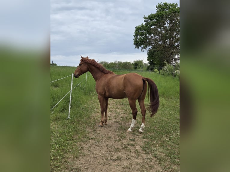 Cruzado Mestizo Caballo castrado 6 años 156 cm Alazán in Leingarten