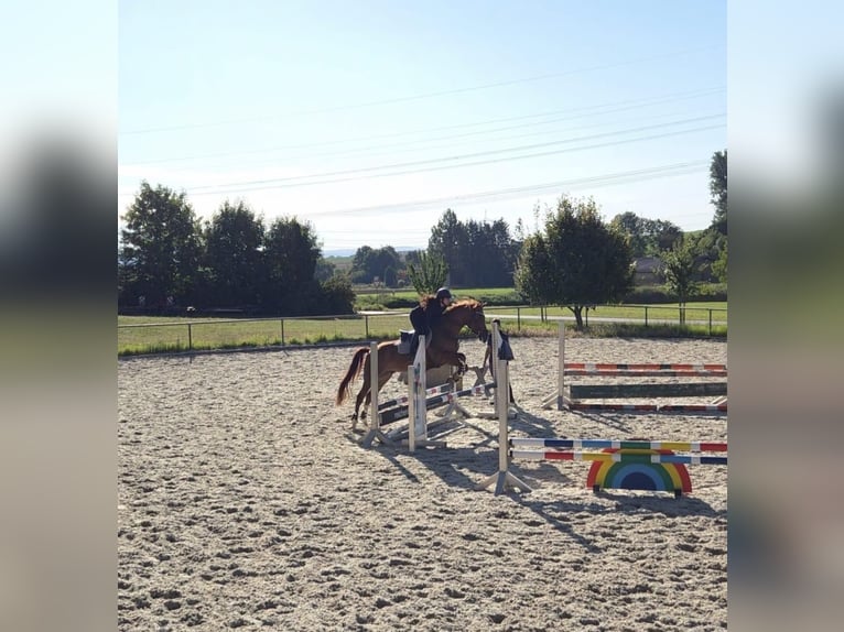 Cruzado Mestizo Caballo castrado 6 años 156 cm Alazán in Leingarten