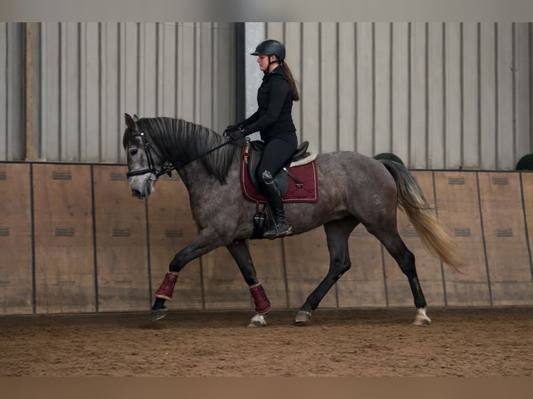 Cruzado Caballo castrado 6 años 158 cm Tordo in Neustadt (Wied)