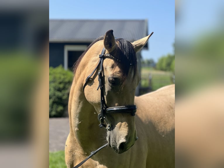 Cruzado Caballo castrado 6 años 161 cm in Voorschoten