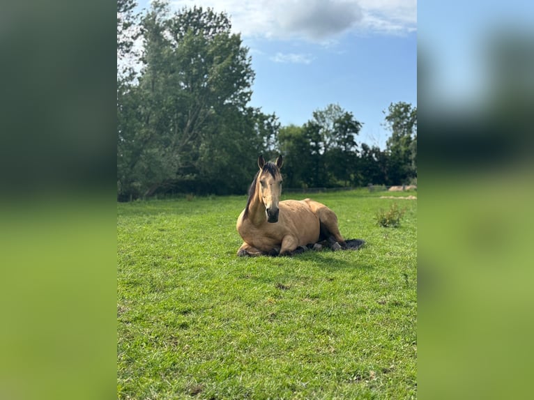 Cruzado Caballo castrado 6 años 161 cm in Voorschoten