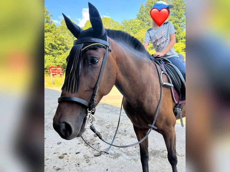 Cruzado Caballo castrado 6 años 163 cm in Stegen