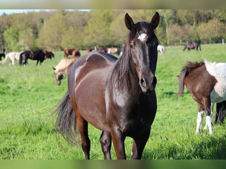 Cruzado Mestizo Caballo castrado 6 años 163 cm Castaño oscuro in Langenhagen