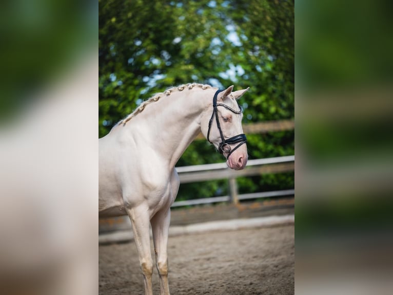 Cruzado Caballo castrado 6 años 163 cm Cremello in Poeldijk