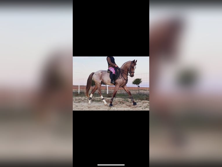 Cruzado Caballo castrado 6 años 165 cm Ruano alazán in Villaverde de medina