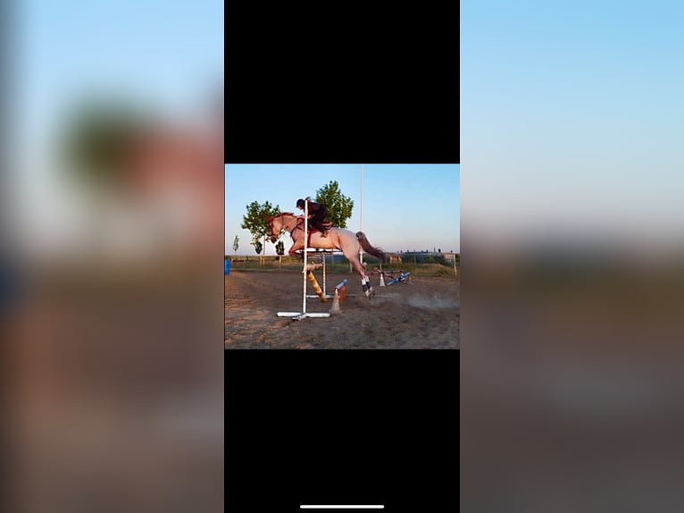 Cruzado Caballo castrado 6 años 165 cm Ruano alazán in Villaverde de medina