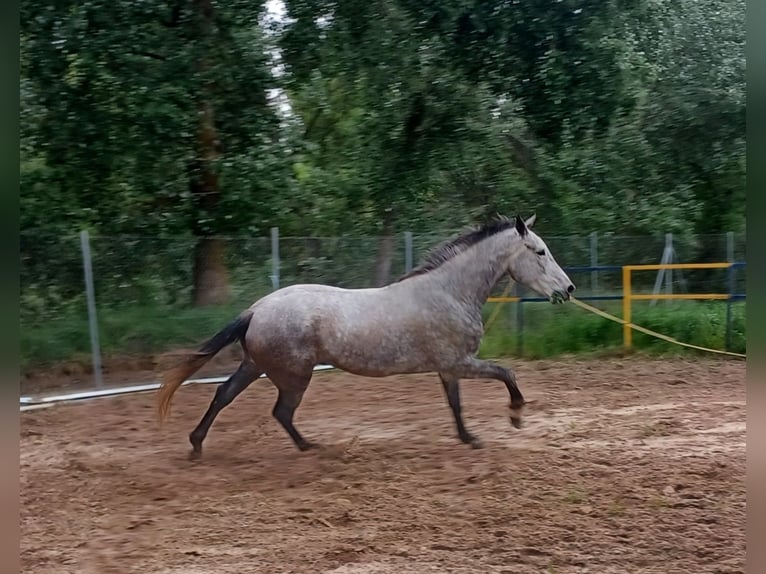 Cruzado Caballo castrado 6 años 176 cm Tordo in Tordesillas