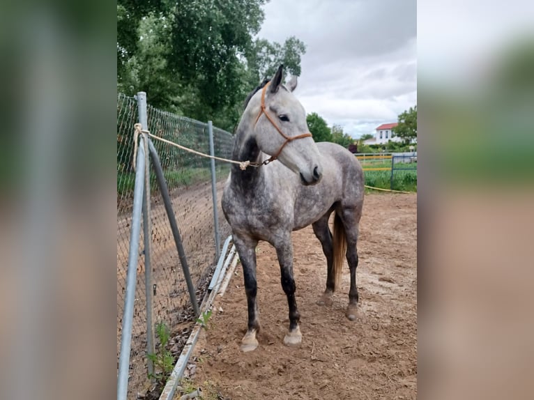 Cruzado Caballo castrado 6 años 176 cm Tordo in Tordesillas