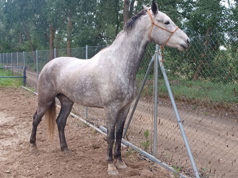 Cruzado Caballo castrado 6 años 176 cm Tordo in Tordesillas