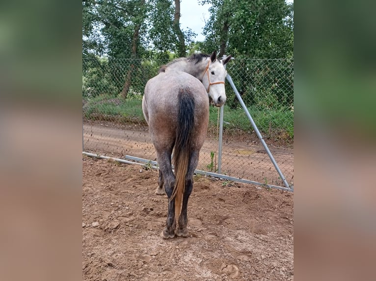 Cruzado Caballo castrado 6 años 176 cm Tordo in Tordesillas
