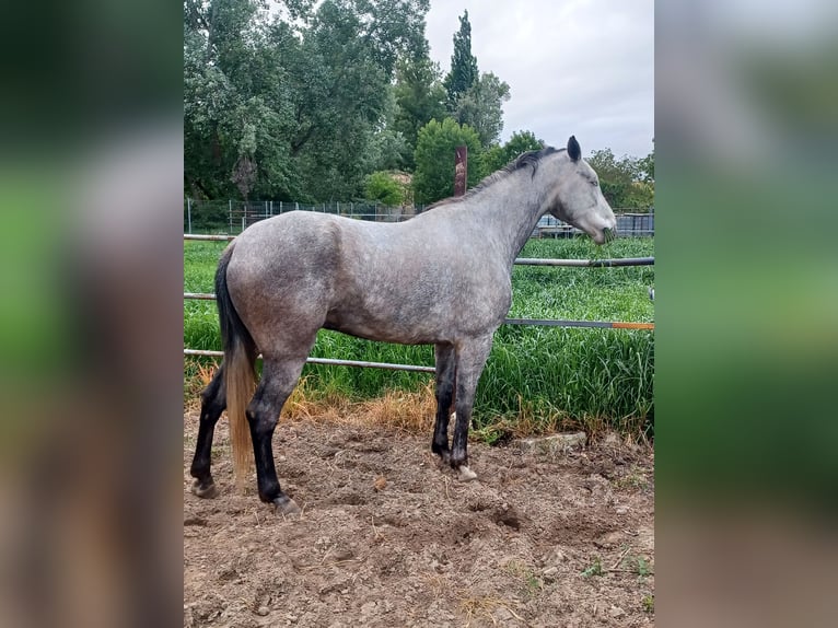 Cruzado Caballo castrado 6 años 176 cm Tordo in Tordesillas