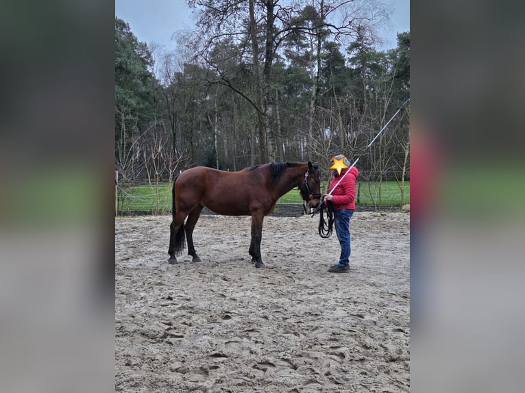 Cruzado Caballo castrado 7 años 155 cm Castaño in Reken