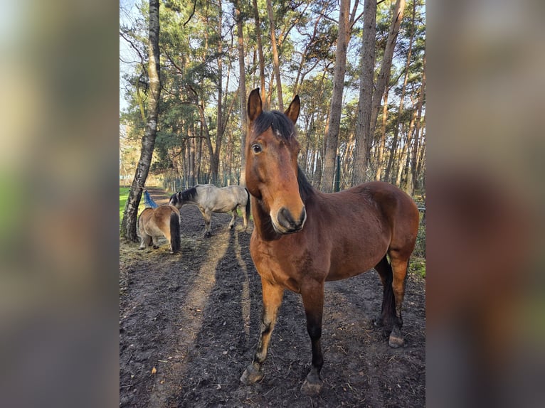 Cruzado Caballo castrado 7 años 155 cm Castaño in Reken