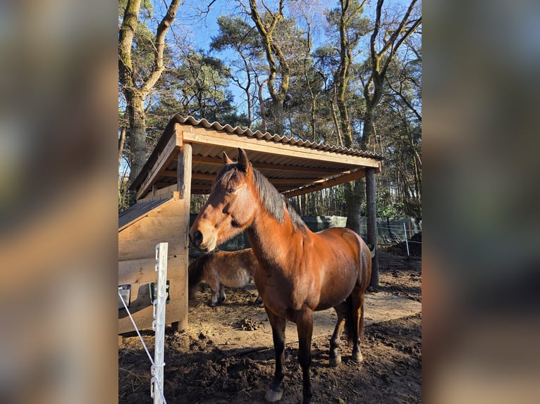 Cruzado Caballo castrado 7 años 155 cm Castaño in Reken