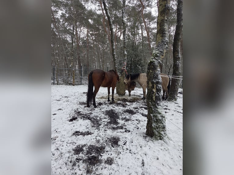 Cruzado Caballo castrado 7 años 155 cm Castaño in Reken