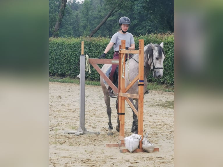 Cruzado Caballo castrado 7 años 155 cm Tordo rodado in Hünxe