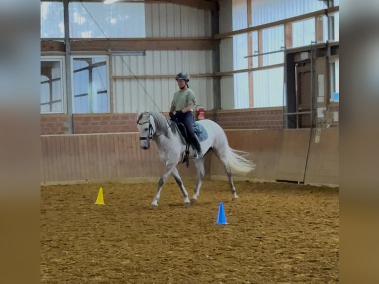 Cruzado Caballo castrado 7 años 155 cm Tordo rodado in Hünxe