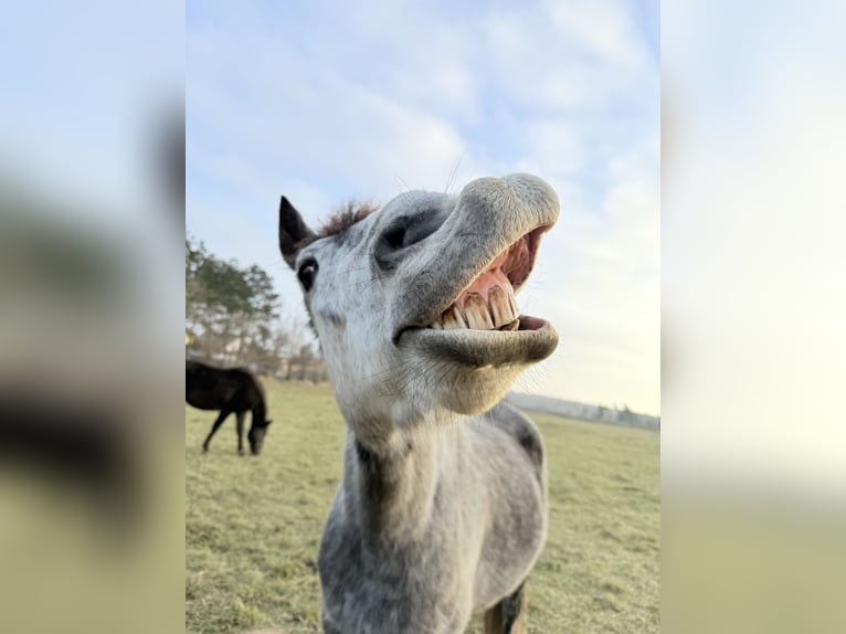 Cruzado Caballo castrado 7 años 156 cm Tordo rodado in Brandis