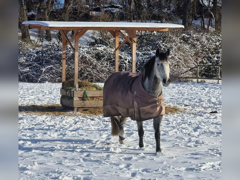 Cruzado Caballo castrado 7 años 156 cm Tordo rodado in Brandis
