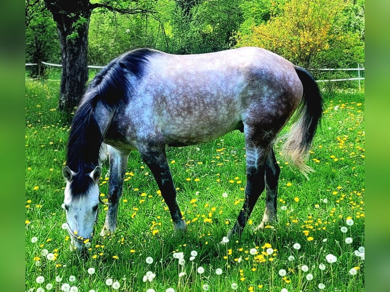 Cruzado Caballo castrado 7 años 157 cm Tordo rodado in Densbüren