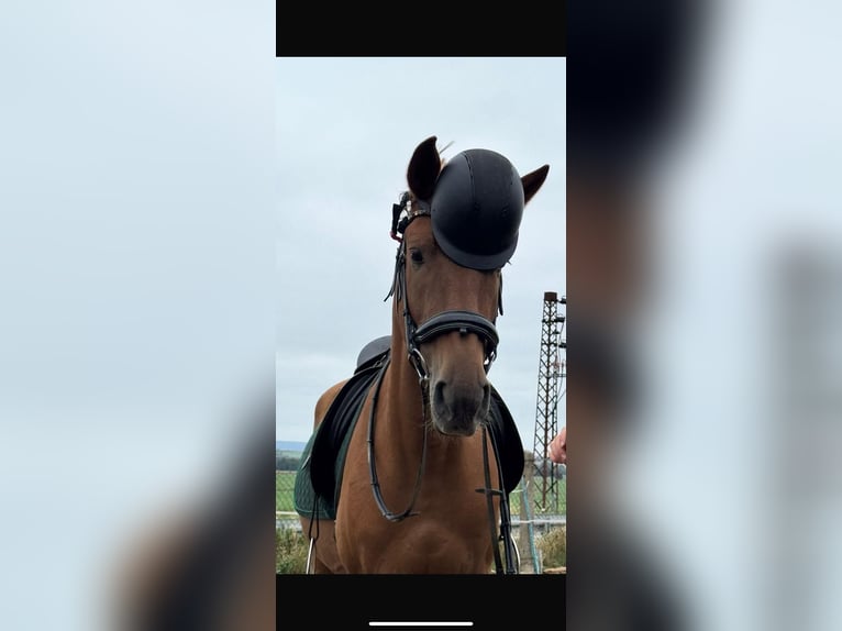 Cruzado Caballo castrado 7 años 160 cm in Schöppenstedz