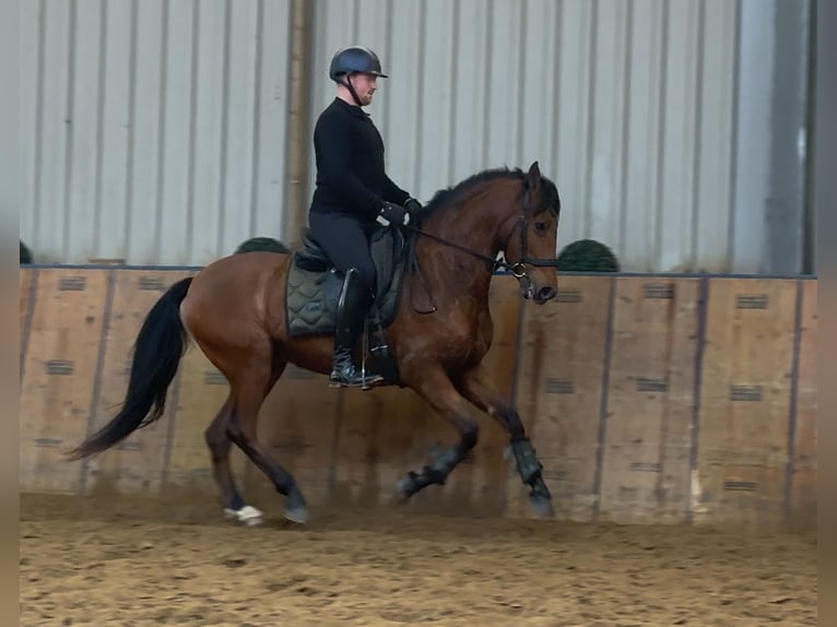 Cruzado Caballo castrado 7 años 160 cm Castaño in Neustadt (Wied)