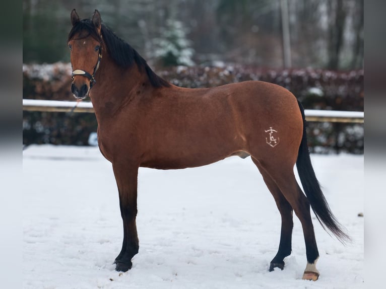 Cruzado Caballo castrado 7 años 160 cm Castaño in Neustadt (Wied)