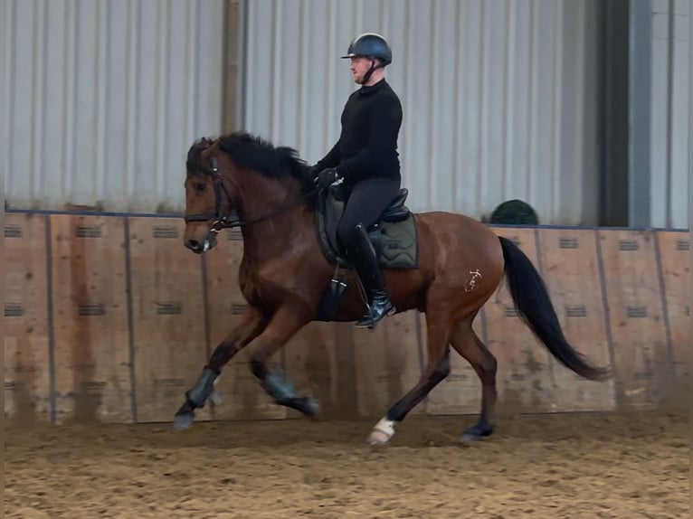 Cruzado Caballo castrado 7 años 160 cm Castaño in Neustadt (Wied)