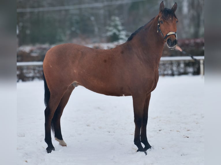 Cruzado Caballo castrado 7 años 160 cm Castaño in Neustadt (Wied)