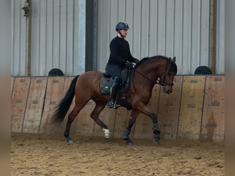 Cruzado Caballo castrado 7 años 160 cm Castaño in Neustadt (Wied)