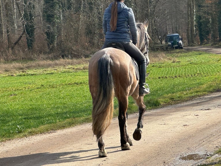 Cruzado Mestizo Caballo castrado 7 años 160 cm Tordo ruano in Weeze