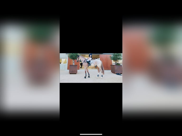 Cruzado Caballo castrado 7 años 165 cm Ruano alazán in ValladolidValladolid