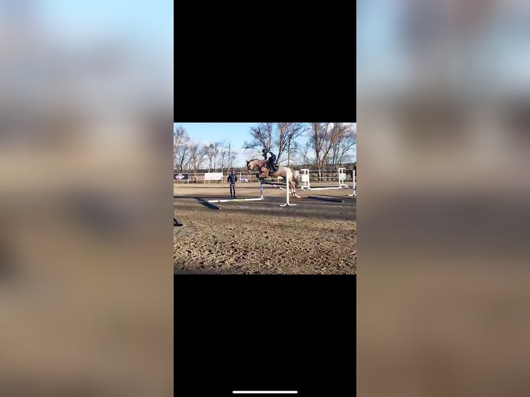 Cruzado Caballo castrado 7 años 165 cm Ruano alazán in Villaverde De Medina