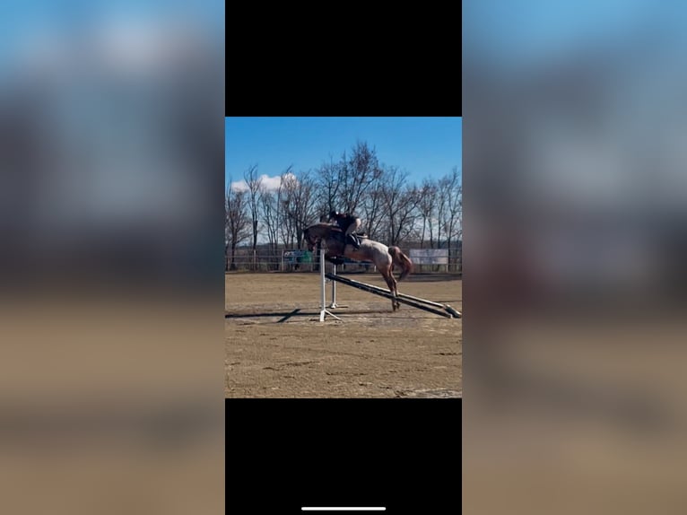 Cruzado Caballo castrado 7 años 165 cm Ruano alazán in Villaverde De Medina