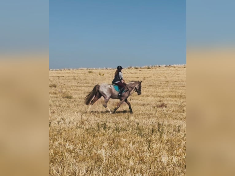 Cruzado Caballo castrado 7 años 165 cm Ruano alazán in Villaverde De Medina