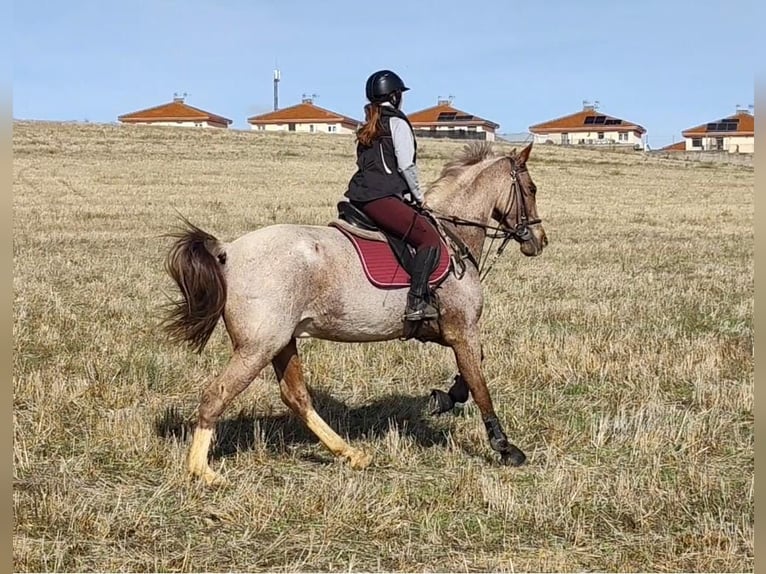 Cruzado Caballo castrado 7 años 165 cm Ruano alazán in Villaverde De Medina