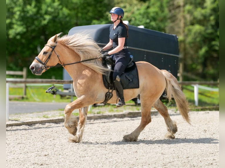 Cruzado Caballo castrado 8 años 154 cm Bayo in Neustadt (Wied)