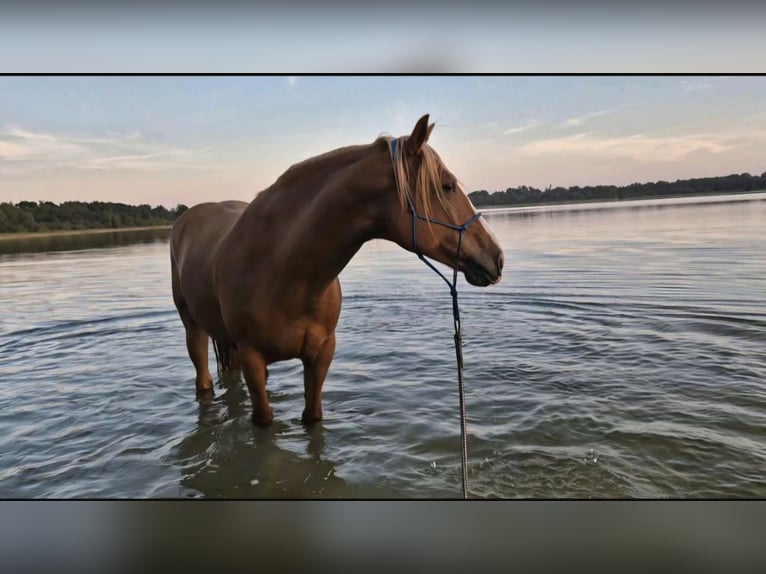 Cruzado Caballo castrado 8 años 155 cm Alazán in Rostock
