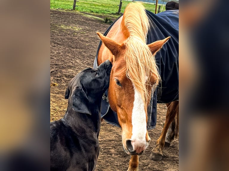 Cruzado Caballo castrado 8 años 155 cm Alazán in Rostock
