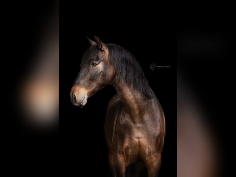 Cruzado Caballo castrado 8 años 155 cm Morcillo in Windhagen