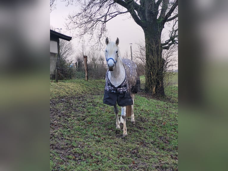 Cruzado Caballo castrado 8 años 156 cm Tordo in Halver